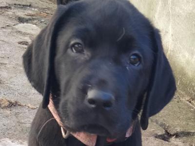 Beautiful Black Labrador puppies for sale in Mayo