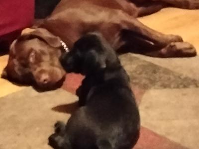 Beautiful Black Labrador puppies for sale in Mayo