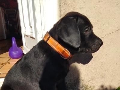 Beautiful Black Labrador puppies for sale in Mayo