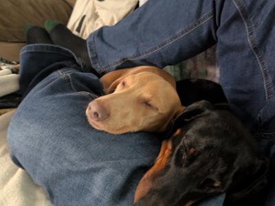Well Looked after Dachshund , IKC Registered