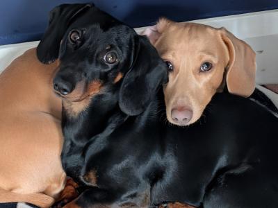 Well Looked after Dachshund , IKC Registered