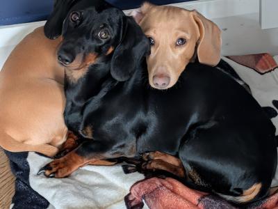 Well Looked after Dachshund , IKC Registered