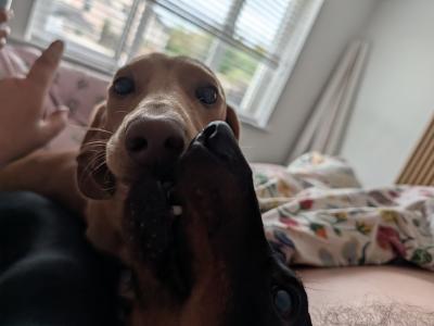Well Looked after Dachshund , IKC Registered