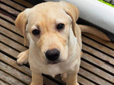Female Labrador puppy in Dublin