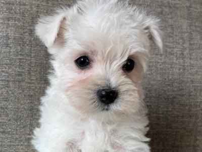 Stunning West Highland puppies