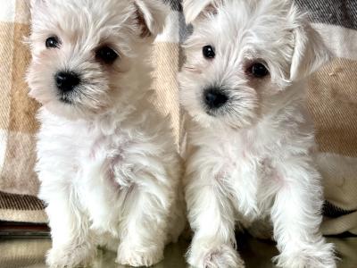 Stunning West Highland puppies