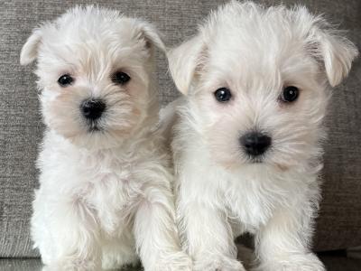 Stunning West Highland puppies