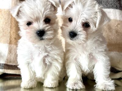 Stunning West Highland puppies