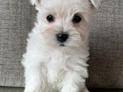 Stunning West Highland puppies