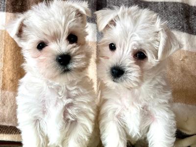 Stunning West Highland puppies