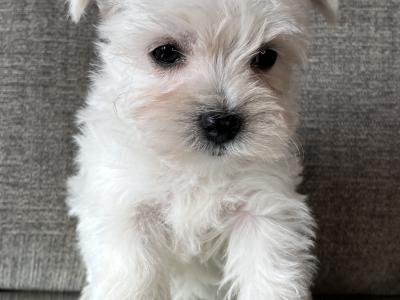 Stunning West Highland puppies