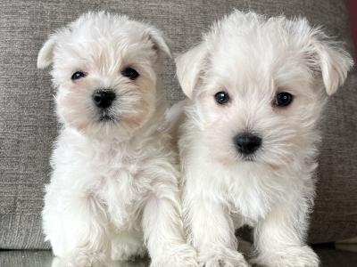 Stunning West Highland puppies