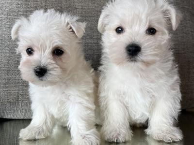 Stunning West Highland puppies