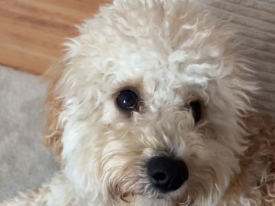 male Poochon in Limerick for sale