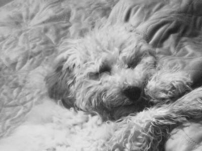 male Poochon in Limerick for sale