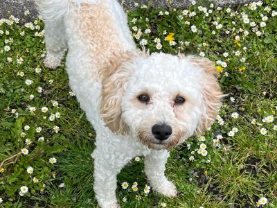 male Poochon in Limerick for sale