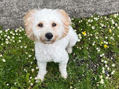 male Poochon in Limerick for sale