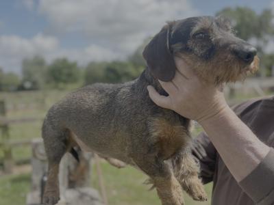 2-Year-Old Teckel (Dachshund) – IKC Registered – Proven Worker