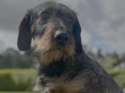 2-Year-Old Teckel (Dachshund) – IKC Registered – Proven Worker