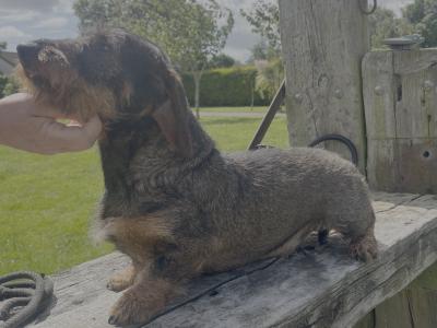 2-Year-Old Teckel (Dachshund) – IKC Registered – Proven Worker