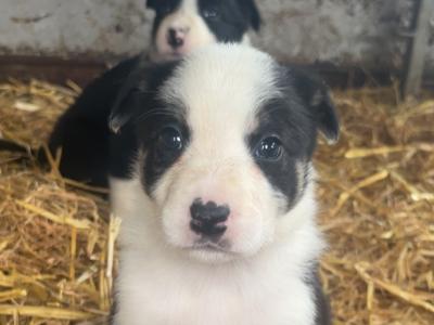 Border Collie puppies Champion bloodlines in Meath