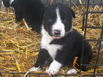 Border Collie puppies Champion bloodlines in Meath