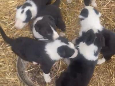 Border Collie puppies Champion bloodlines in Meath