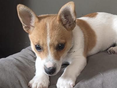 Jack Russell female