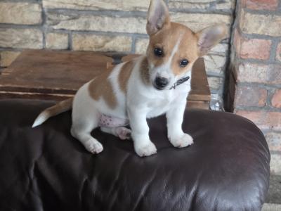 Jack Russell female