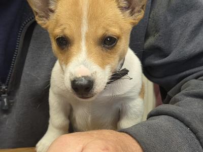 Jack Russell female