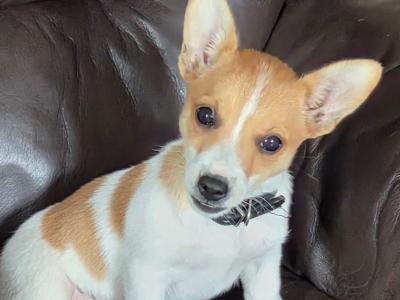 Jack Russell female