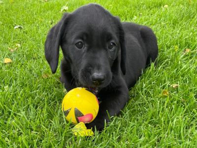 Purebred/Pedigree Black Labrador puppy