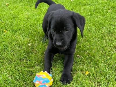 Purebred/Pedigree Black Labrador puppy