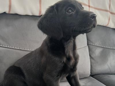 Purebred/Pedigree Black Labrador puppy