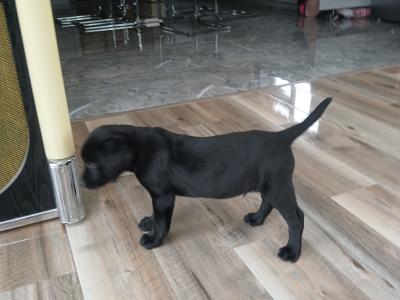 Purebred/Pedigree Black Labrador puppy