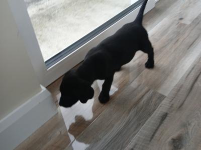 Purebred/Pedigree Black Labrador puppy