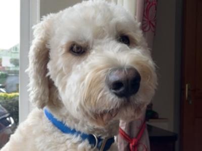 Jerry - F1 Goldendoodle stud in Kilkenny