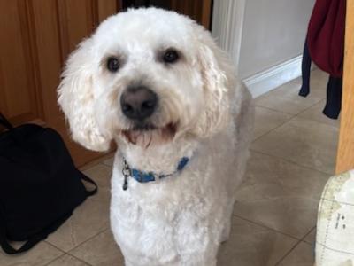 Jerry - F1 Goldendoodle stud in Kilkenny