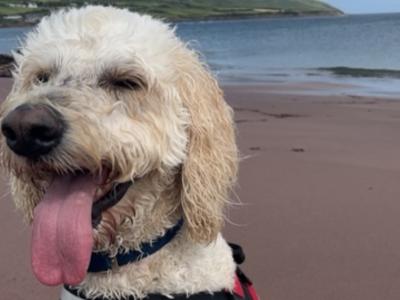 Jerry - F1 Goldendoodle stud in Kilkenny