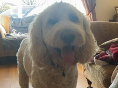 Jerry - F1 Goldendoodle stud in Kilkenny