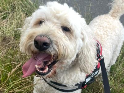 Jerry - F1 Goldendoodle stud in Kilkenny