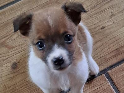 One girl left Purebred Jack Russell puppies