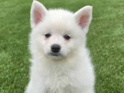 Pomsky