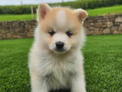 Pomsky