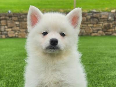 Pomsky