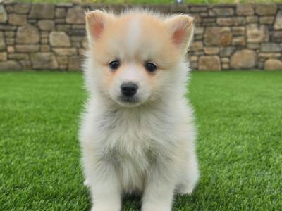 Pomsky