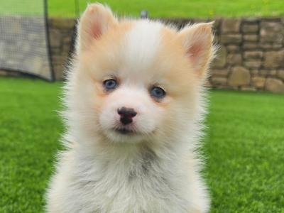 Pomsky