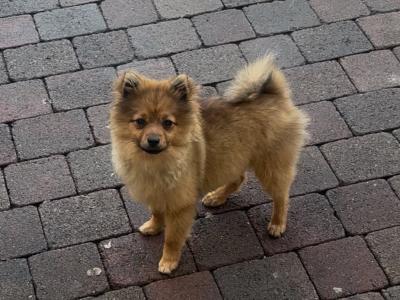 Pomeranian puppy (female)