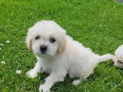 Cavapoo wexford