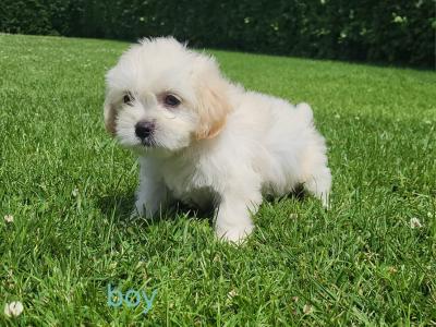 Cavapoo wexford